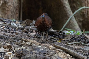 Lophura ignita olarak bilinen muhteşem Bornean Tepeli Ateşli Sırtı, Bornean yağmur ormanlarının benekli güneş ışığıyla gurur duyuyor.