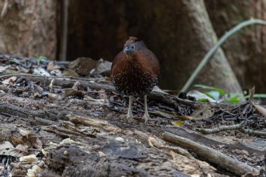 Lophura ignita olarak bilinen muhteşem Bornean Tepeli Ateşli Sırtı, Bornean yağmur ormanlarının benekli güneş ışığıyla gurur duyuyor.
