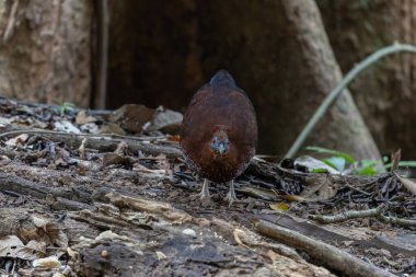 Lophura ignita olarak bilinen muhteşem Bornean Tepeli Ateşli Sırtı, Bornean yağmur ormanlarının benekli güneş ışığıyla gurur duyuyor.