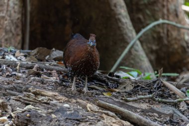 Lophura ignita olarak bilinen muhteşem Bornean Tepeli Ateşli Sırtı, Bornean yağmur ormanlarının benekli güneş ışığıyla gurur duyuyor.