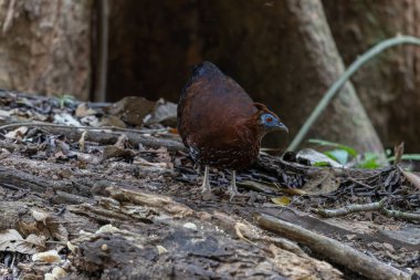 Lophura ignita olarak bilinen muhteşem Bornean Tepeli Ateşli Sırtı, Bornean yağmur ormanlarının benekli güneş ışığıyla gurur duyuyor.