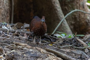 Lophura ignita olarak bilinen muhteşem Bornean Tepeli Ateşli Sırtı, Bornean yağmur ormanlarının benekli güneş ışığıyla gurur duyuyor.