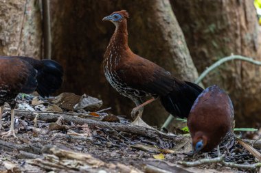 Lophura ignita olarak bilinen muhteşem Bornean Tepeli Ateşli Sırtı, Bornean yağmur ormanlarının benekli güneş ışığıyla gurur duyuyor.