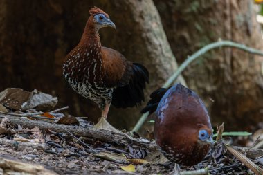 Lophura ignita olarak bilinen muhteşem Bornean Tepeli Ateşli Sırtı, Bornean yağmur ormanlarının benekli güneş ışığıyla gurur duyuyor.