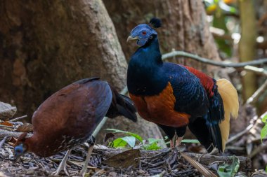 A magnificent Bornean Crested Fireback, scientifically known as Lophura ignita, stands proud in the dappled sunlight of the Bornean rainforest clipart