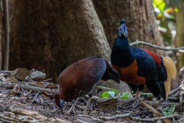 A magnificent Bornean Crested Fireback, scientifically known as Lophura ignita, stands proud in the dappled sunlight of the Bornean rainforest clipart