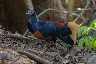 Lophura ignita olarak bilinen muhteşem Bornean Tepeli Ateşli Sırtı, Bornean yağmur ormanlarının benekli güneş ışığıyla gurur duyuyor.