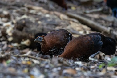 Lophura ignita olarak bilinen muhteşem Bornean Tepeli Ateşli Sırtı, Bornean yağmur ormanlarının benekli güneş ışığıyla gurur duyuyor.