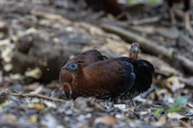 Lophura ignita olarak bilinen muhteşem Bornean Tepeli Ateşli Sırtı, Bornean yağmur ormanlarının benekli güneş ışığıyla gurur duyuyor.