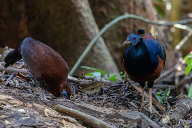 Lophura ignita olarak bilinen muhteşem Bornean Tepeli Ateşli Sırtı, Bornean yağmur ormanlarının benekli güneş ışığıyla gurur duyuyor.