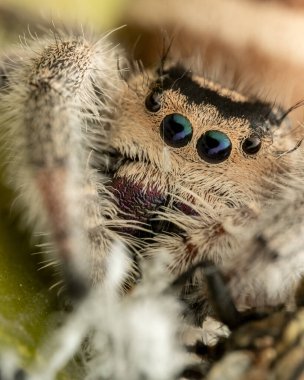 Phidippus rejiminin yeşil yaprak üzerinde zıplayan örümcek hareketinin doğal vahşi yaşam makro görüntüsü. Göz detaylarını gösterir.