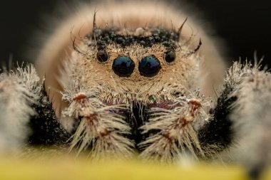 Nature wildlife macro image of Phidippus regius jumping spider action on green leaf. Shows eye details. clipart