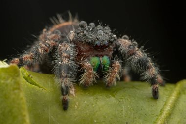 Phidippus rejiminin yeşil yaprak üzerinde zıplayan örümcek hareketinin doğal vahşi yaşam makro görüntüsü. Göz detaylarını gösterir.