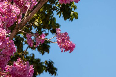 Açık mavi gökyüzü ile Sakura çiçeğinin yakın çekimi