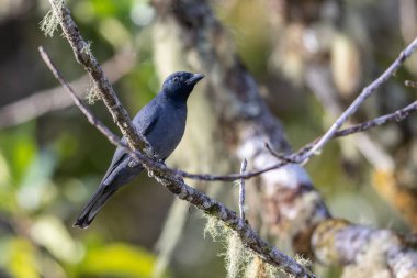 Sunda Cuckooshrike kuşunun ağaç dalına tünediği doğa görüntüsü