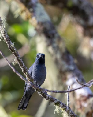 Sunda Cuckooshrike kuşunun ağaç dalına tünediği doğa görüntüsü