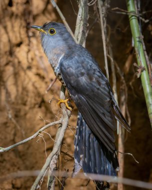 nature wildlife of sunda cuckoo bird serenading nature with its melodic call, creating a harmonious moment in the heart of the wilderness clipart