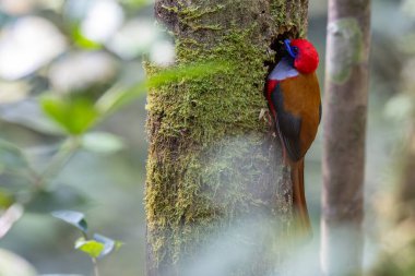 Whitehead 'in Trogon kuşunun doğası Borneo' ya özgü yuvasına tünemiş.