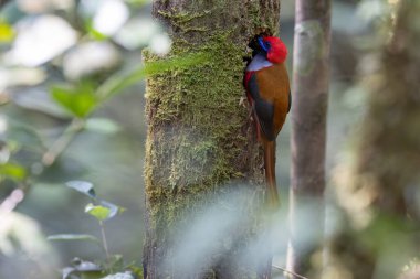 Whitehead 'in Trogon kuşunun doğası Borneo' ya özgü yuvasına tünemiş.