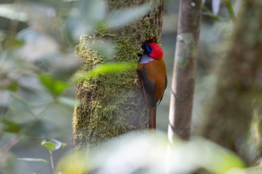 Whitehead 'in Trogon kuşunun doğası Borneo' ya özgü yuvasına tünemiş.