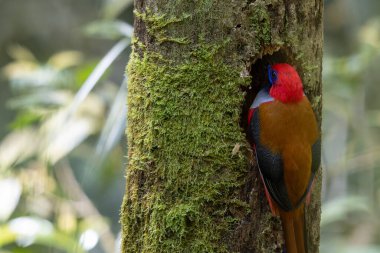 Whitehead 'in Trogon kuşunun doğası Borneo' ya özgü yuvasına tünemiş.