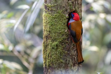 Whitehead 'in Trogon kuşunun doğası Borneo' ya özgü yuvasına tünemiş.