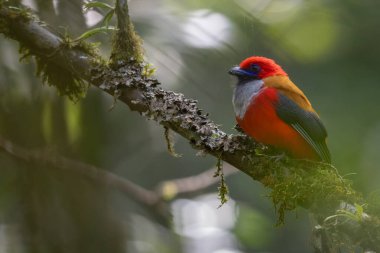 Whitehead 'in Borneo' ya özgü Trogon kuşunun doğası.