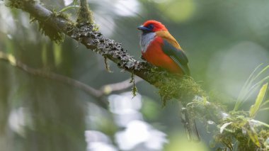 Whitehead 'in Borneo' ya özgü Trogon kuşunun doğası.