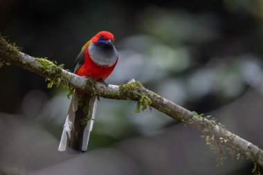 Whitehead 'in Borneo' ya özgü Trogon kuşunun doğası.