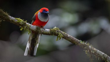 Whitehead 'in Borneo' ya özgü Trogon kuşunun doğası.