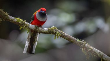Whitehead 'in Borneo' ya özgü Trogon kuşunun doğası.