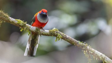 Whitehead 'in Borneo' ya özgü Trogon kuşunun doğası.