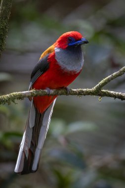 Whitehead 'in Borneo' ya özgü Trogon kuşunun doğası.