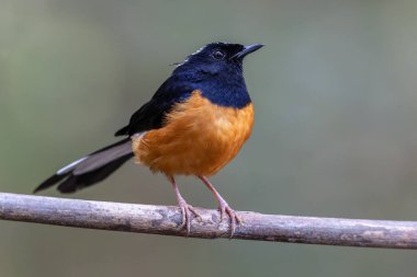 Borneo Adası 'ndaki doğa yağmur ormanlarındaki beyaz taç şama görüntüsü..