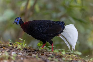 Majestic Bulwer 'ın Vahşi Doğadaki Sülünü. Bir Bulwer 'ın Sülününün doğal ortamında güzelliğini yansıtan zarif bir görüntü. Kuş dünyasının harikalarının gerçek bir sembolüdür..