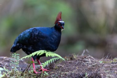 Armalı Partridge (Rollulus rouloul) zarif ve ayırt edici görünümünü sergiliyor. Bu güzel kuş, zarif tüyleri ve ibikli kafasıyla vahşi yaşamın çeşitliliğinin bir kanıtıdır..