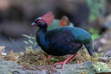 Crested Partridge (Rollulus rouloul) showcasing its exquisite and distinctive appearance. This beautiful bird, with its elegant plumage and crested head, is a testament to the diversity of wildlife. clipart