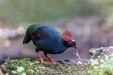 Armalı Partridge (Rollulus rouloul) zarif ve ayırt edici görünümünü sergiliyor. Bu güzel kuş, zarif tüyleri ve ibikli kafasıyla vahşi yaşamın çeşitliliğinin bir kanıtıdır..