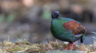 Armalı Partridge (Rollulus rouloul) zarif ve ayırt edici görünümünü sergiliyor. Bu güzel kuş, zarif tüyleri ve ibikli kafasıyla vahşi yaşamın çeşitliliğinin bir kanıtıdır..