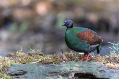 Armalı Partridge (Rollulus rouloul) zarif ve ayırt edici görünümünü sergiliyor. Bu güzel kuş, zarif tüyleri ve ibikli kafasıyla vahşi yaşamın çeşitliliğinin bir kanıtıdır..
