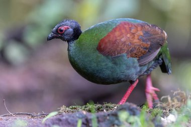 Armalı Partridge (Rollulus rouloul) zarif ve ayırt edici görünümünü sergiliyor. Bu güzel kuş, zarif tüyleri ve ibikli kafasıyla vahşi yaşamın çeşitliliğinin bir kanıtıdır..