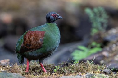 Armalı Partridge (Rollulus rouloul) zarif ve ayırt edici görünümünü sergiliyor. Bu güzel kuş, zarif tüyleri ve ibikli kafasıyla vahşi yaşamın çeşitliliğinin bir kanıtıdır..