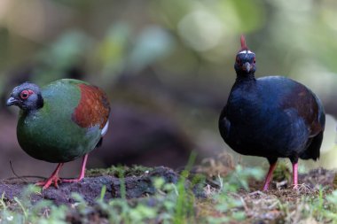 Armalı Partridge (Rollulus rouloul) zarif ve ayırt edici görünümünü sergiliyor. Bu güzel kuş, zarif tüyleri ve ibikli kafasıyla vahşi yaşamın çeşitliliğinin bir kanıtıdır..
