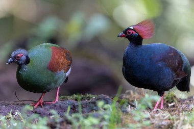 Armalı Partridge (Rollulus rouloul) zarif ve ayırt edici görünümünü sergiliyor. Bu güzel kuş, zarif tüyleri ve ibikli kafasıyla vahşi yaşamın çeşitliliğinin bir kanıtıdır..