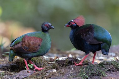 Crested Partridge (Rollulus rouloul) showcasing its exquisite and distinctive appearance. This beautiful bird, with its elegant plumage and crested head, is a testament to the diversity of wildlife. clipart