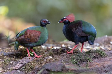 Armalı Partridge (Rollulus rouloul) zarif ve ayırt edici görünümünü sergiliyor. Bu güzel kuş, zarif tüyleri ve ibikli kafasıyla vahşi yaşamın çeşitliliğinin bir kanıtıdır..