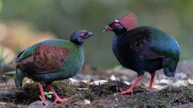 Crested Partridge (Rollulus rouloul) showcasing its exquisite and distinctive appearance. This beautiful bird, with its elegant plumage and crested head, is a testament to the diversity of wildlife. clipart