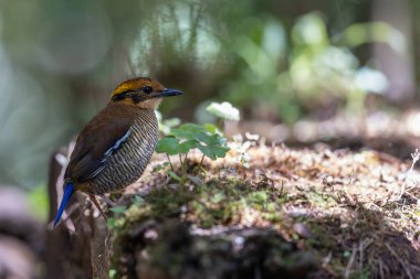 Bornean Banded Pitta 'nın (Pitta schwaneri) yemyeşil yağmur ormanlarındaki olağanüstü bir görüntüsü ve onu Bornean yağmur ormanlarının gerçek bir mücevheri haline getiriyor..