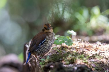 Bornean Banded Pitta 'nın (Pitta schwaneri) yemyeşil yağmur ormanlarındaki olağanüstü bir görüntüsü ve onu Bornean yağmur ormanlarının gerçek bir mücevheri haline getiriyor..
