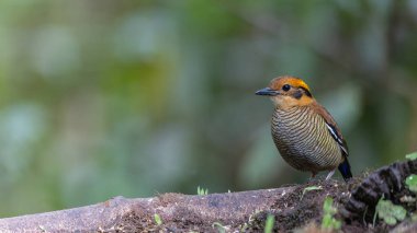 A remarkable image of the Bornean Banded Pitta (Pitta schwaneri) in its lush rainforest habitat and making it a true jewel of the Bornean rainforests. clipart